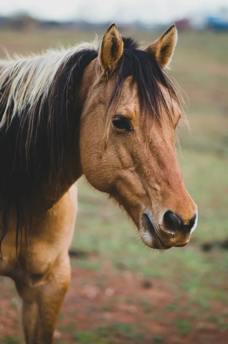 A calm therapy horse in a paddock, part of the Equine Assisted Psychotherapy program at Lotus Counselling Services in Ontario