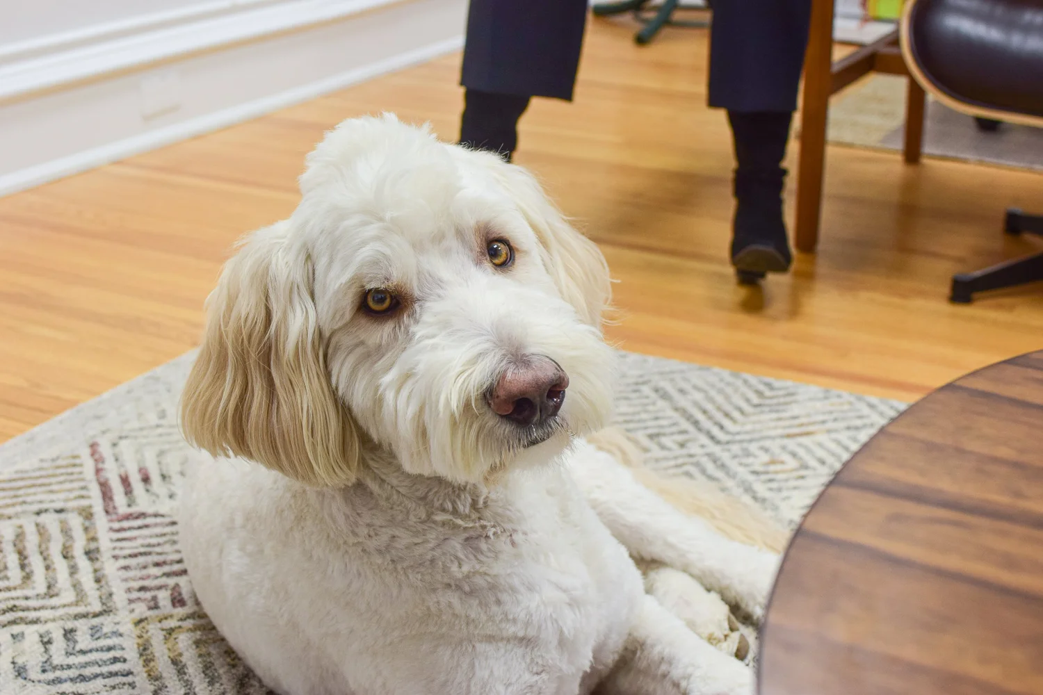 The therapy dog who greets clients at Lotus Counselling Services, a friendly cream-coloured doodle resting on a patterned rug