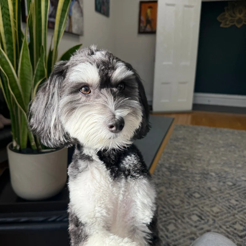 Jarvis, Certified Animal Assisted Therapy Partner at Lotus Counselling Services