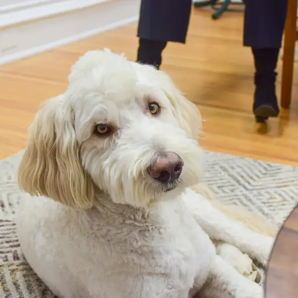 Marvel, Certified Animal Assisted Therapy Partner at Lotus Counselling Services